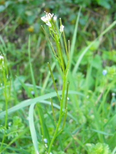 Cardamine hirsuta